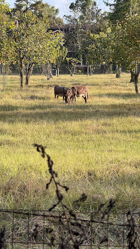 Photo from customer review